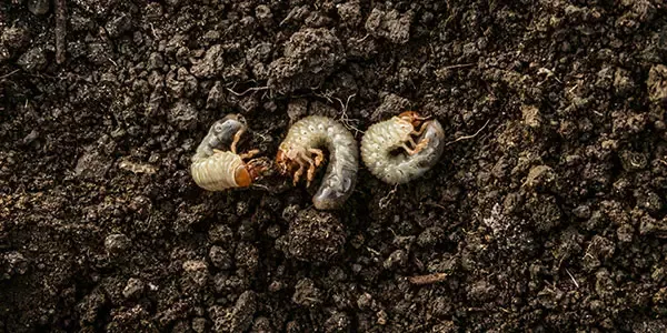 A trio of lawn-destroying grubs laying on top of dirt